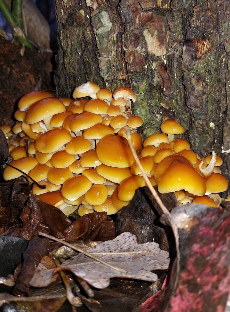 Flammulina · November 2025 · photo: © v_sofishka (iNaturalist, cc-by)