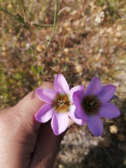 Ixia monadelpha