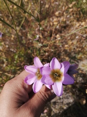 Ixia monadelpha