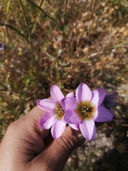 Ixia monadelpha