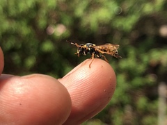 Ropalidia socialistica