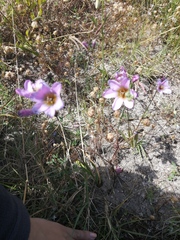 Ixia monadelpha