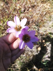 Ixia monadelpha
