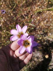 Ixia monadelpha