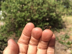 Ropalidia socialistica