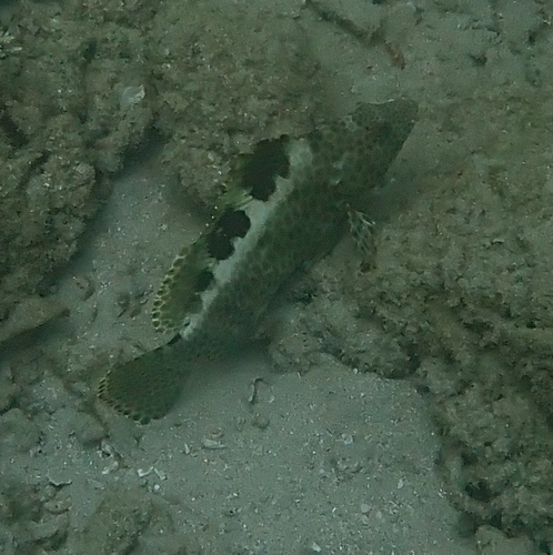 Brownspotted grouper (Epinephelus bilobatus) — Serranidae