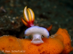 Hypselodoris bullockii