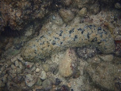 Holothuria atra