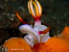 Hypselodoris bullockii