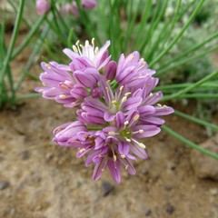 Allium mongolicum
