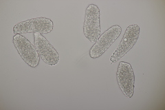 Milesia scolopendrii