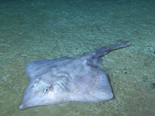 Broad skate (Amblyraja badia) — Rajidae — 4