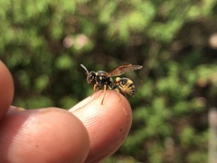 Ropalidia socialistica