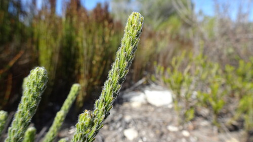 Rigid Buchu (Agathosma eriantha)