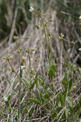 Holosteum glutinosum