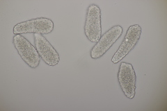 Milesia scolopendrii