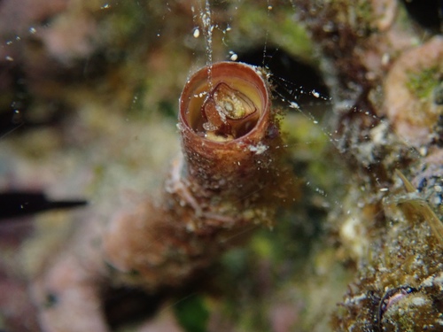 Petaloconchus keenae observed 2020-01-12