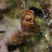 Petaloconchus keenae - Photo (c) Sean Ono, algunos derechos reservados (CC BY-NC), subido por Sean Ono