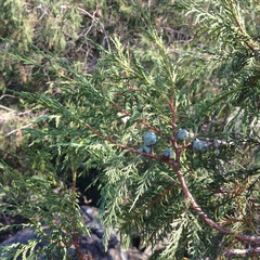 Juniperus flaccida