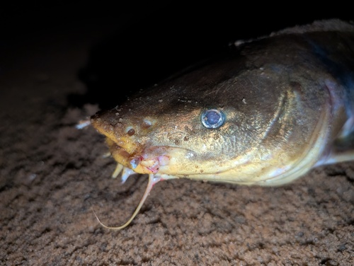Bressou sea catfish (Aspistor quadriscutis) — Ariidae — 2