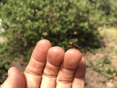 Ropalidia socialistica