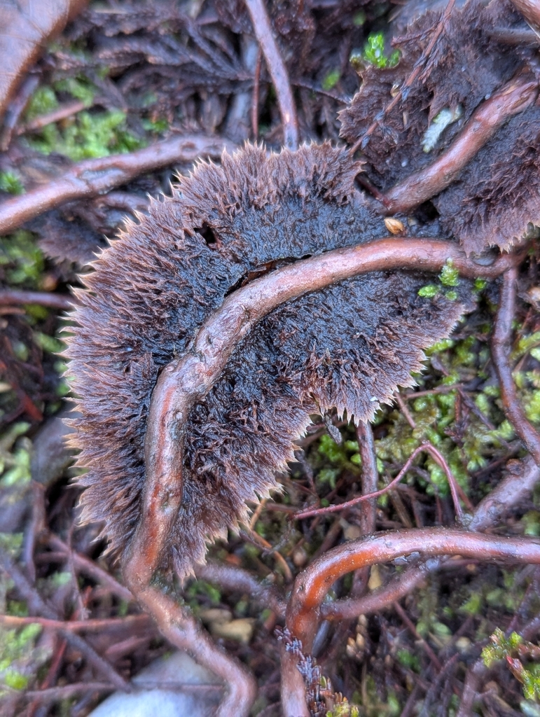 Thelephora terrestris · November 2025 · photo: © samdeakin (iNaturalist, cc0)
