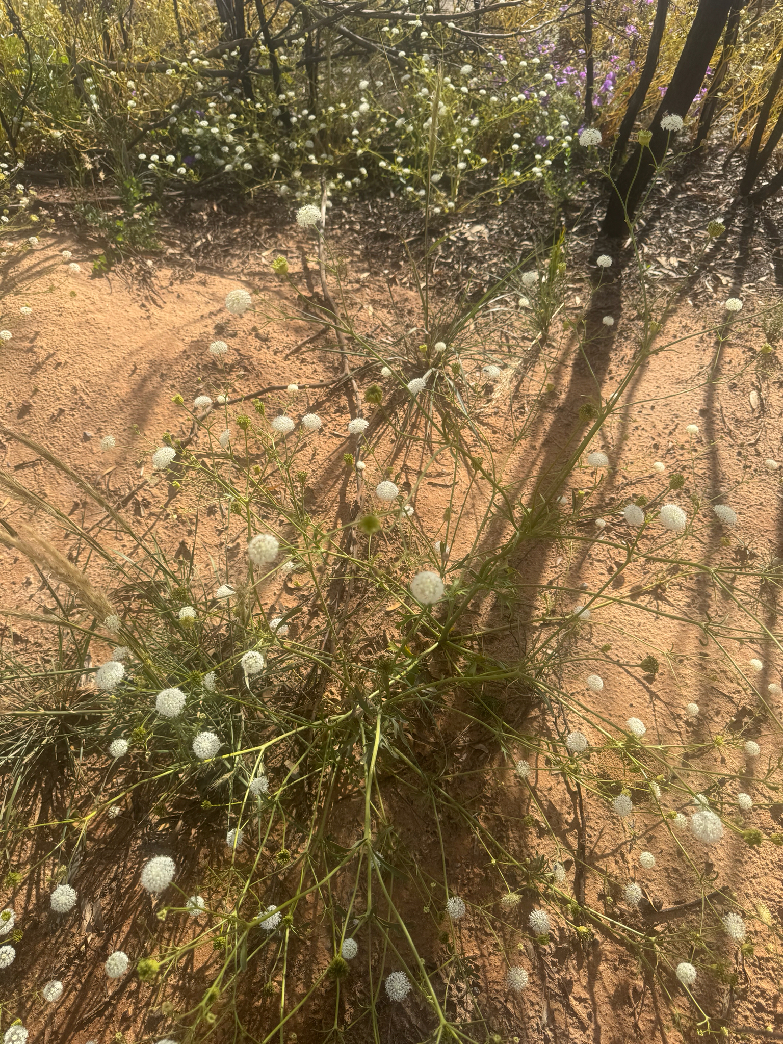 Trachymene anisocarpa