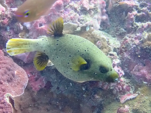 Arothron nigropunctatus