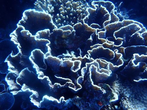 Oxypora crassispinosa observed 2025-11-26