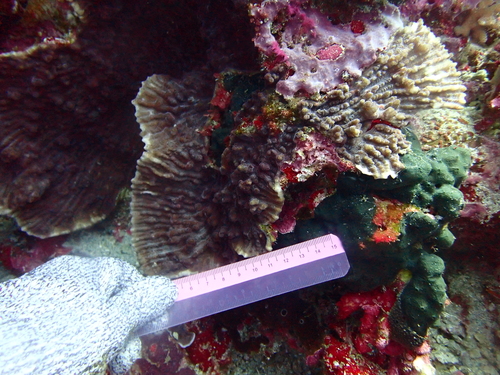 Oxypora crassispinosa observed 2025-11-26