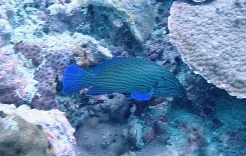 Cephalopholis formosa