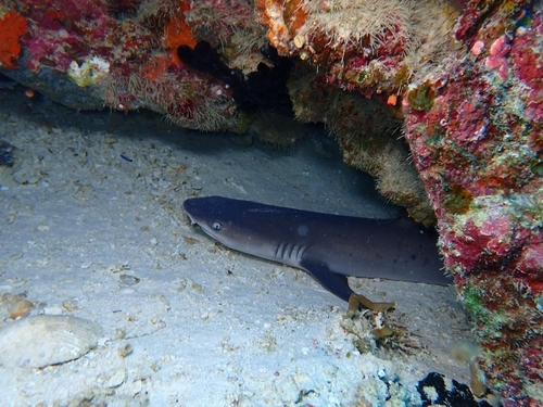 Whitetip reef shark