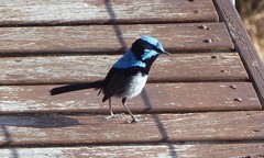 Malurus cyaneus ashbyi