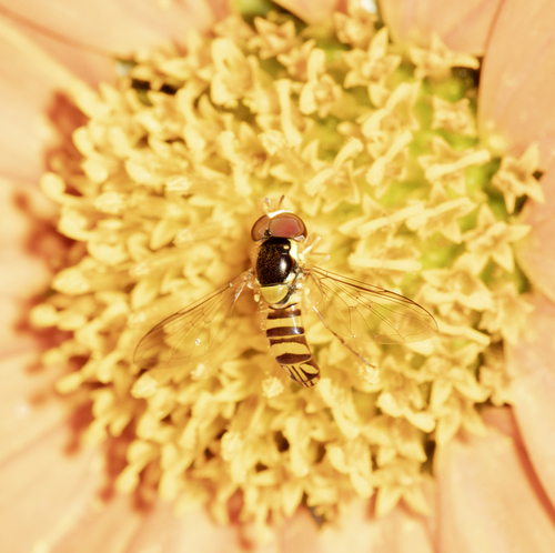 Unknown species found near Cochise County, AZ, USA