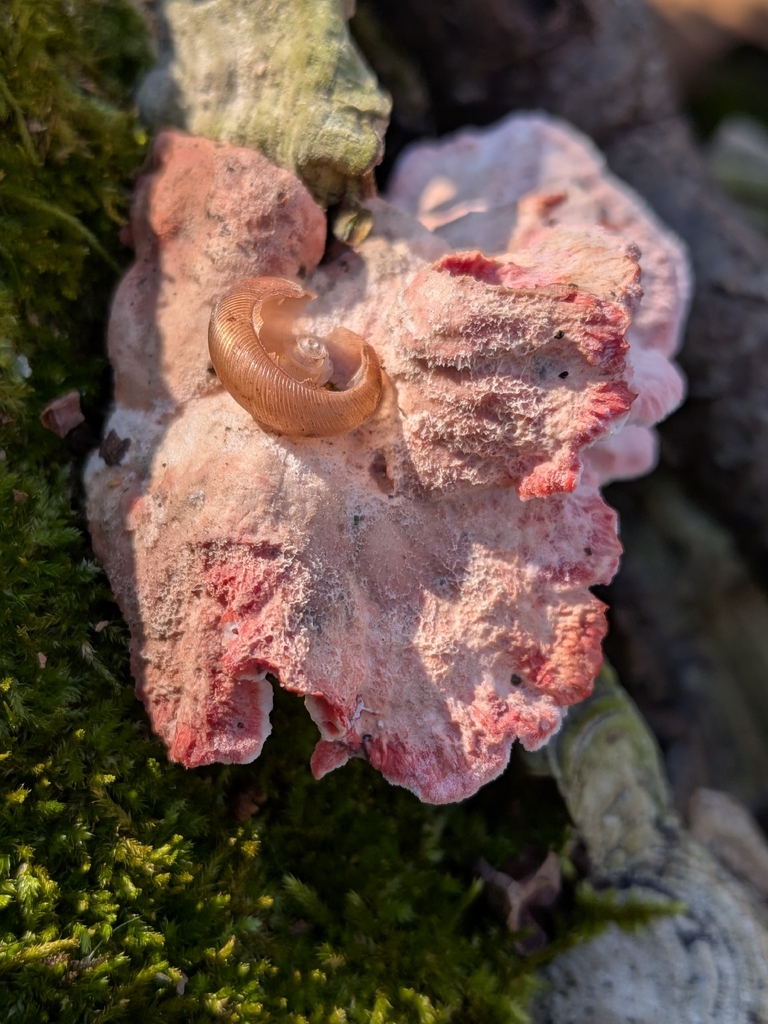 Phlebia incarnata · November 2025 · photo: © robert_alabama (iNaturalist, cc0)