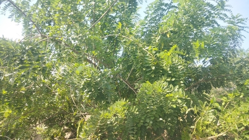 Fence Post Tree