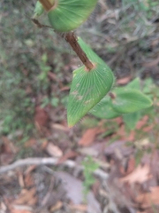 Leucopogon amplexicaulis