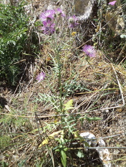 Galactites tomentosus