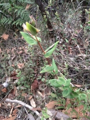 Leucopogon amplexicaulis