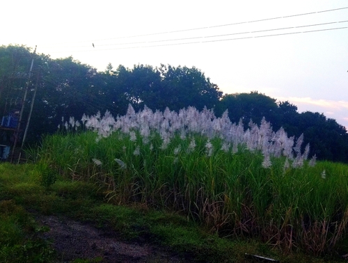 Sugarcane