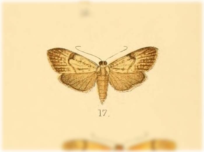 Euconosia xylinoides