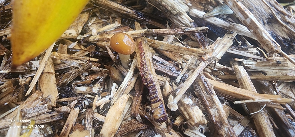 Psilocybe caeruleorhiza