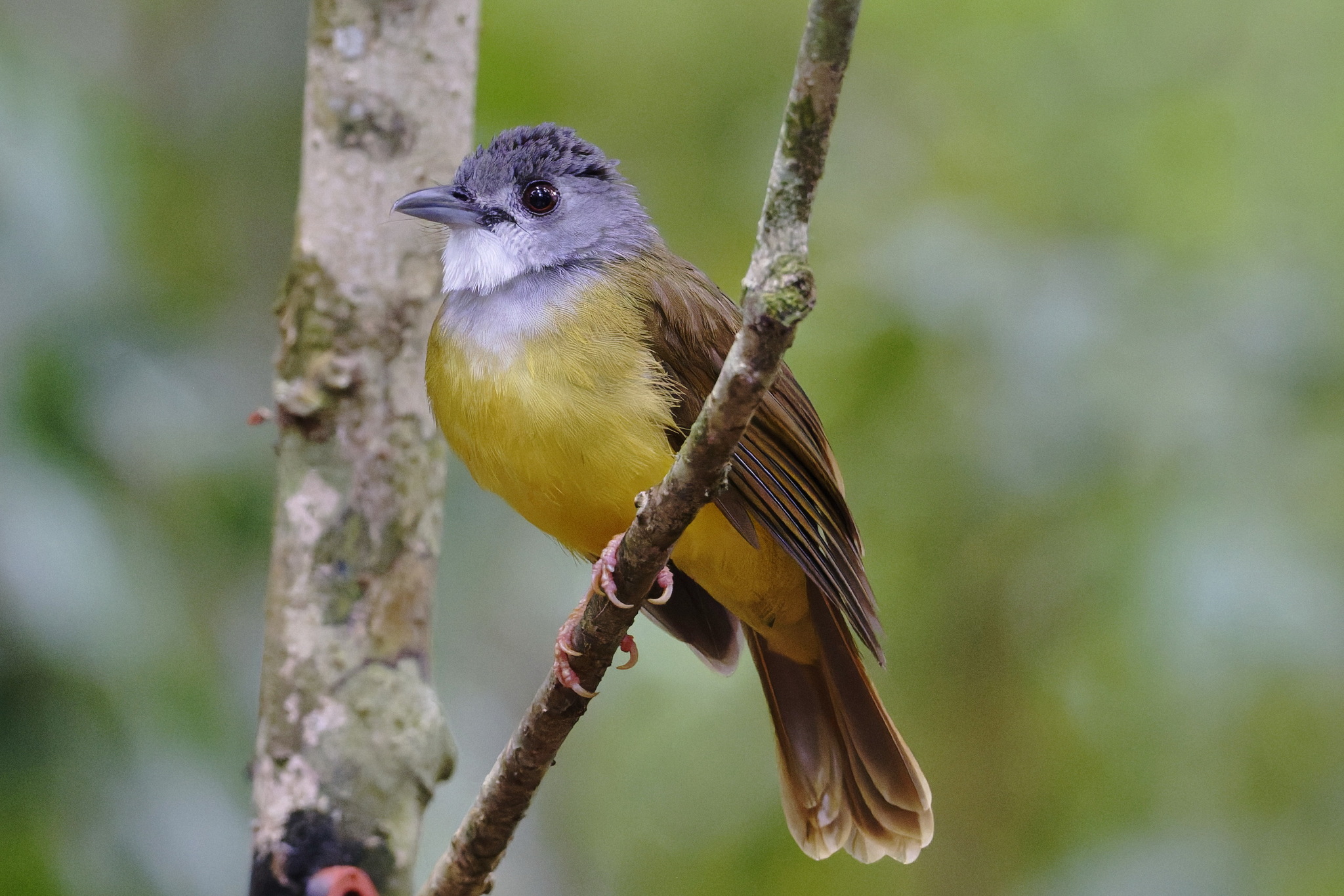 Yellow-bellied Bulbul (Alophoixus phaeocephalus), photo 8