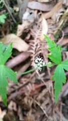 Hydrocotyle geraniifolia
