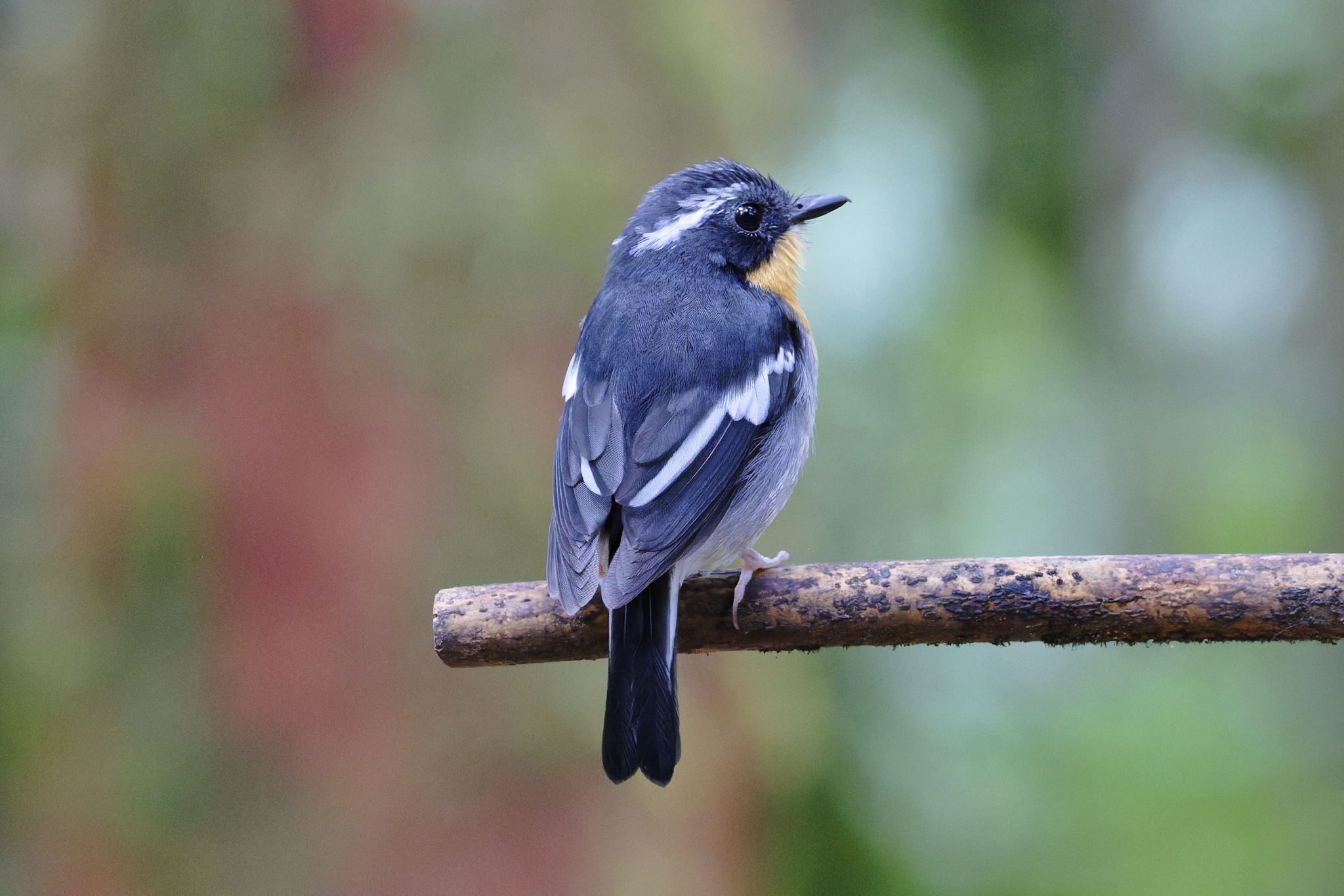 Rufous-chested Flycatcher (Ficedula dumetoria), photo 4
