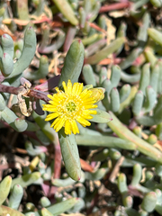Scopelogena verruculata, photograph (c) Dave U, some rights reserved (CC BY-SA)