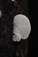 Clitopilus hobsonii