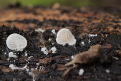 Clitopilus hobsonii