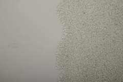 Clitopilus hobsonii