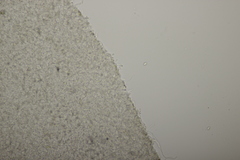 Clitopilus hobsonii
